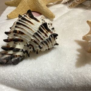 Sea shell authentic good size
